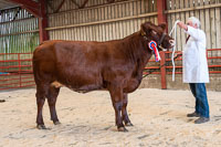 4 - lot 1 Champion Shawhill Foxglove Ruby sold for 2700gns (2)